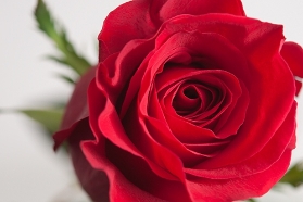 Dozen Red Rose Floral Box