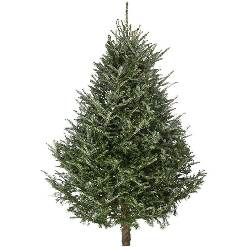 Fraser Fir Christmas Tree buy online or call 0161 480 0112