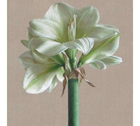 Amaryllis Floral Box