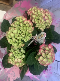Gift Wrapped Hydrangea
