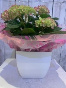 Gift Wrapped Hydrangea