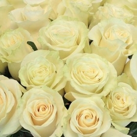 White Mondial Roses