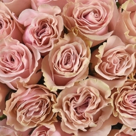 Pink Mondial Roses