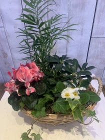 Planted Spring Baskets