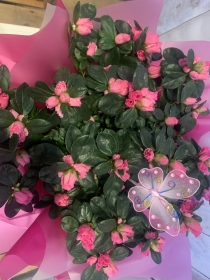 Gift Wrapped Azalea Basket