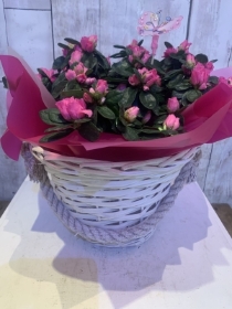 Gift Wrapped Azalea Basket