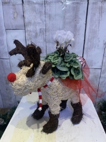 Reindeer with cyclamen