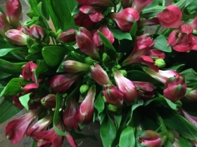 Alstromeria