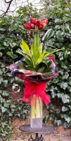 Amaryllis Arrangement