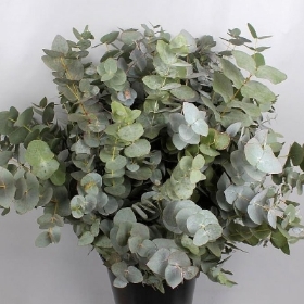 Eucalyptus