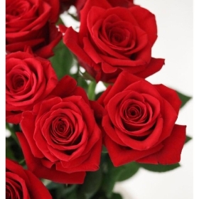 Freedom Red Roses