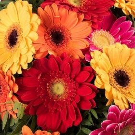 Gerberas