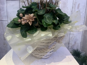 Large cyclamen in basket