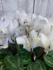 Large cyclamen in basket