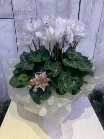 Large cyclamen in basket