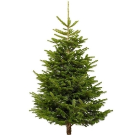 Nordmann Fir Christmas Tree