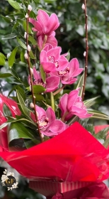 Orchid Bliss