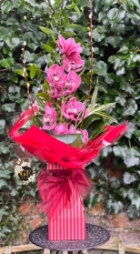 Orchid Bliss