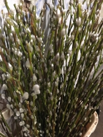 Pussy Willow
