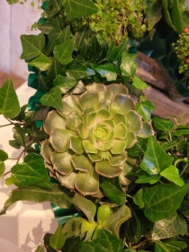 Succulent Heart