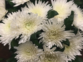White Spiky Chrysthanth Blooms